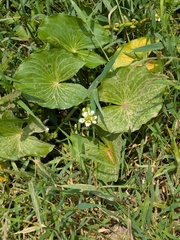 Sagittaria sprucei (Sagittaria sprucei)