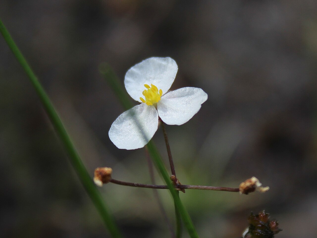 Slender arrowhead: Sagittaria teres (Slender Arrowhead) in Myles Standish State Forest, Plymouth County, Massachusetts, USA