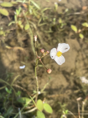Slender arrowhead (Sagittaria teres)