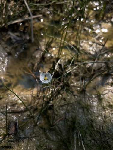 Slender arrowhead (Sagittaria teres)