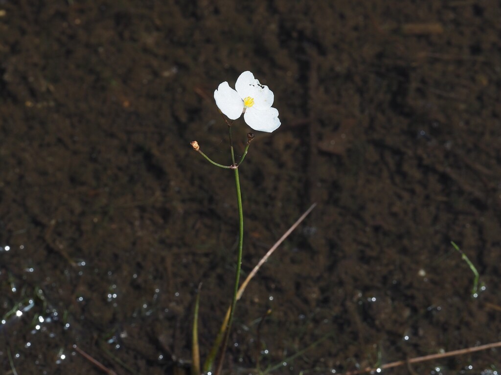Slender arrowhead (Sagittaria teres)