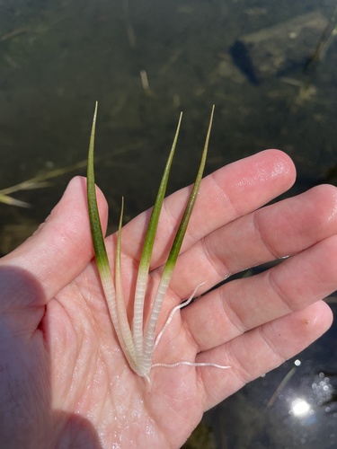 Slender arrowhead (Sagittaria teres)