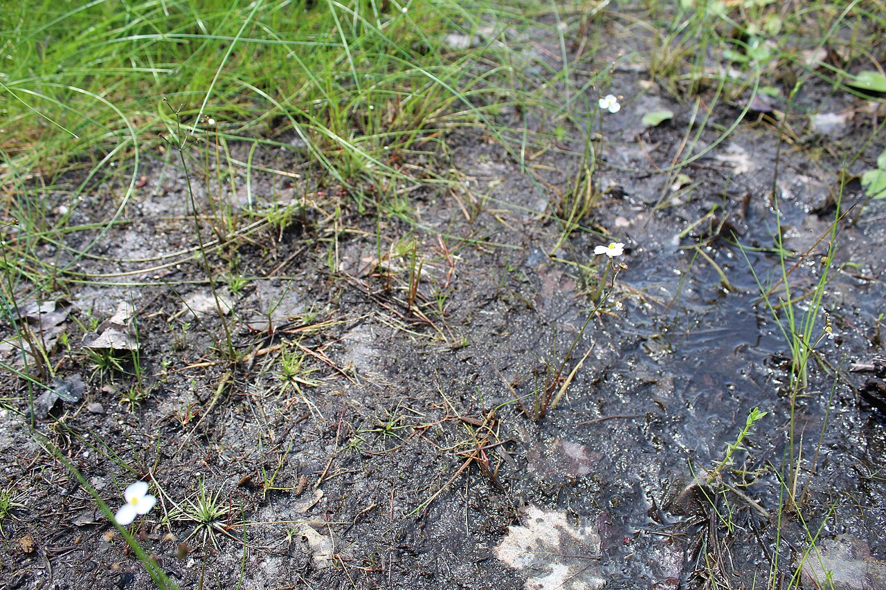 Slender arrowhead: Sagittaria teres (Slender Arrowhead) in Myles Standish State Forest, Plymouth County, Massachusetts, USA