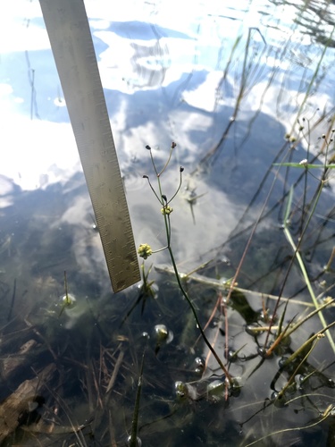 Slender arrowhead (Sagittaria teres)