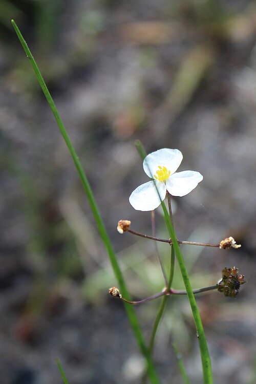 Slender arrowhead: Sagittaria teres (Slender Arrowhead) in Myles Standish State Forest, Plymouth County, Massachusetts, USA