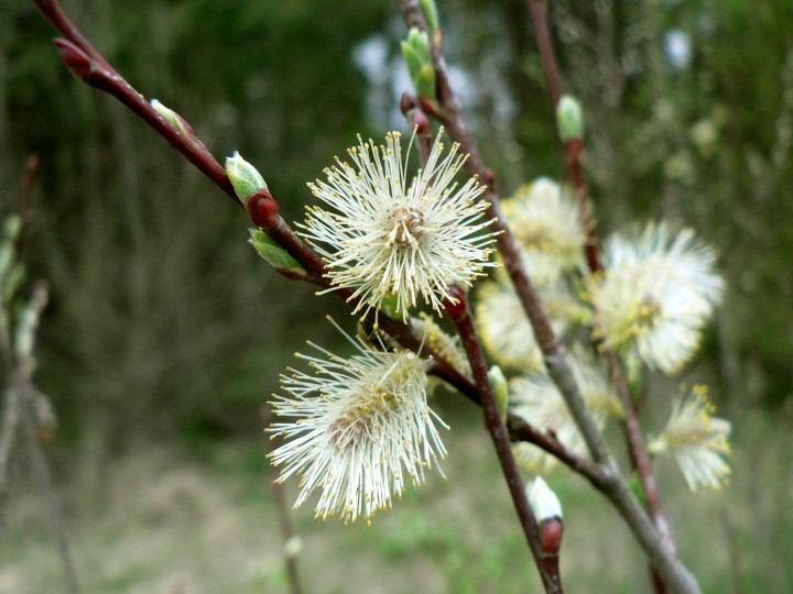 Siberian violet-willow: Salix acutifolia Willd.