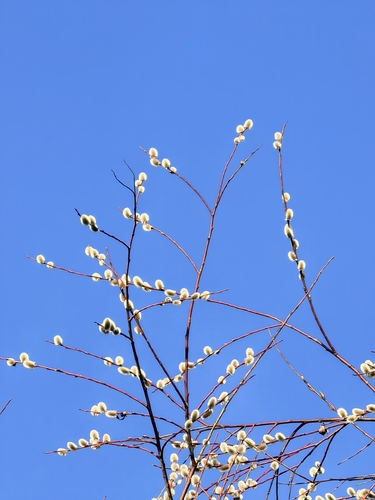 Siberian violet-willow (Salix acutifolia)