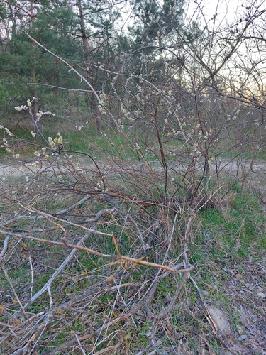 Siberian violet-willow (Salix acutifolia)