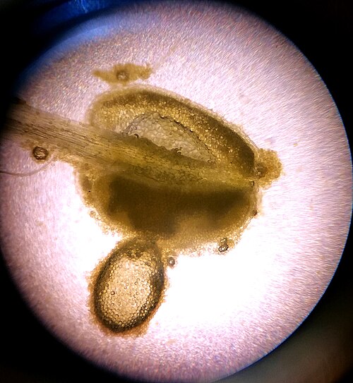 Siberian violet-willow: The stamen is the pollen-producing reproductive organ of a flower. Collectively the stamens form the androecium. This one is willow stamen.