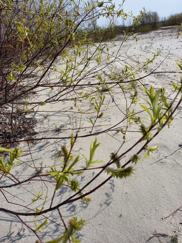 Siberian violet-willow (Salix acutifolia)
