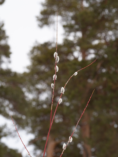 Siberian violet-willow (Salix acutifolia)