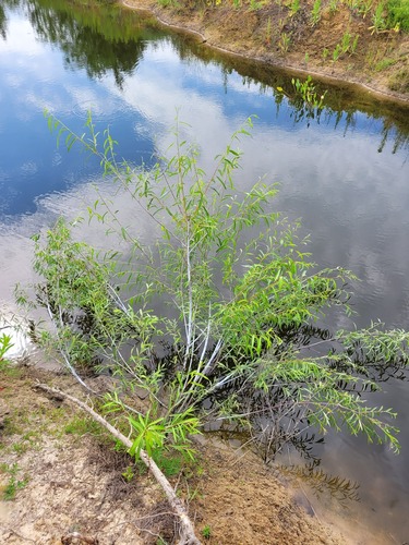 Siberian violet-willow (Salix acutifolia)