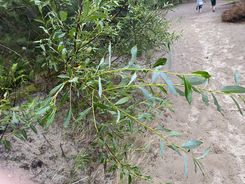 Siberian violet-willow (Salix acutifolia)