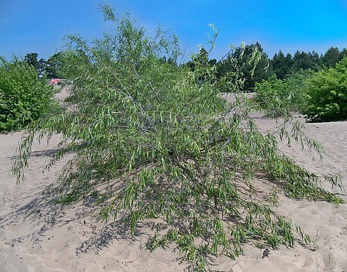 Siberian violet-willow: Wierzba kaspijska na skraju Pustyni Błędowskiej