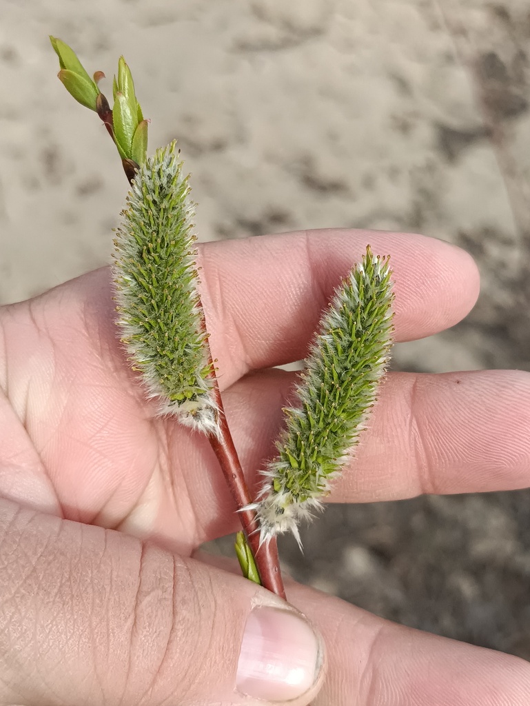 Siberian violet-willow (Salix acutifolia)
