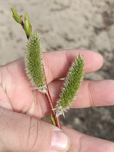 Siberian violet-willow (Salix acutifolia)