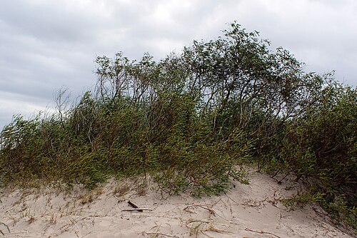 Siberian violet-willow: Salix acutifolia on dunes near Mielno on the Baltic Coast in Poland