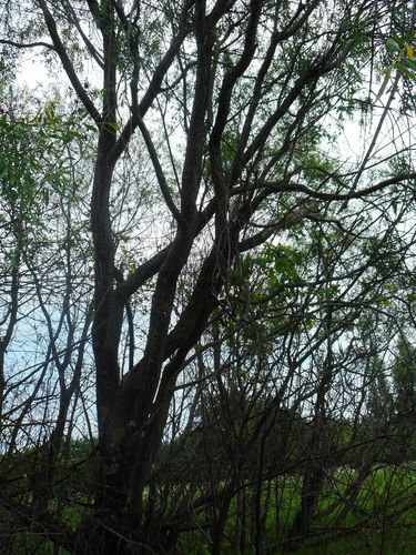 Siberian violet-willow (Salix acutifolia)