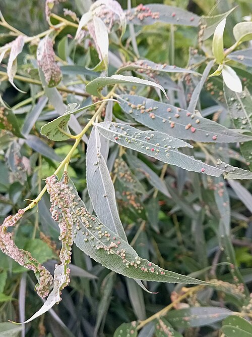 White willow: Phytopathology, acarology, and wildlife of Ukraine: the third step of a step-by-step series capturing a general view of affected white willow (Salix alba) branc