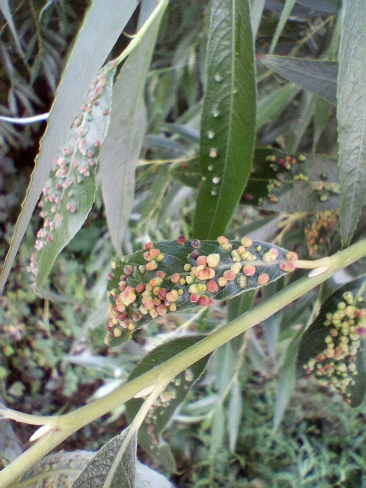 White willow: Phytopathology, acarology, and wildlife of Ukraine: numerous pouch galls on the upper side of white willow (Salix alba) leaves caused by the microscopic willow 