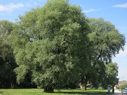 White willow: Weidenbaum an renaturierter Isar