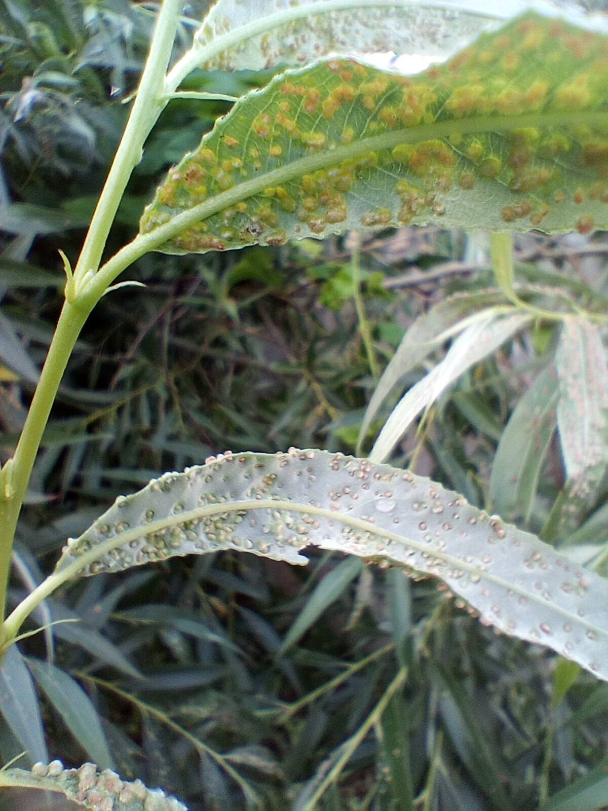 White willow: Phytopathology, acarology, and wildlife of Ukraine: the second step of a step-by-step series capturing the underside of white willow (Salix alba) leaves affecte