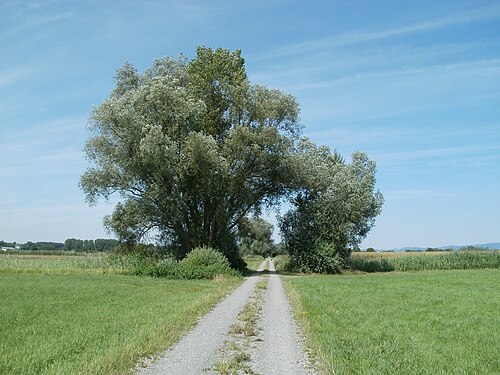 White willow: Silberweide ( Salix alba') im Rheinbogen (Hockenheim)