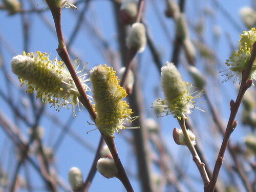 Large gray willow (Salix atrocinerea)