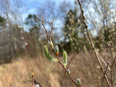 Large gray willow (Salix atrocinerea)