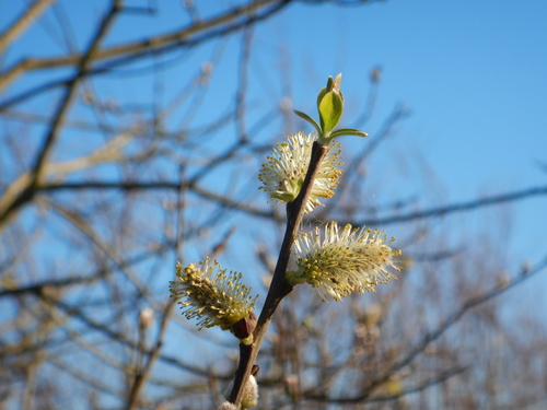 Large gray willow (Salix atrocinerea)