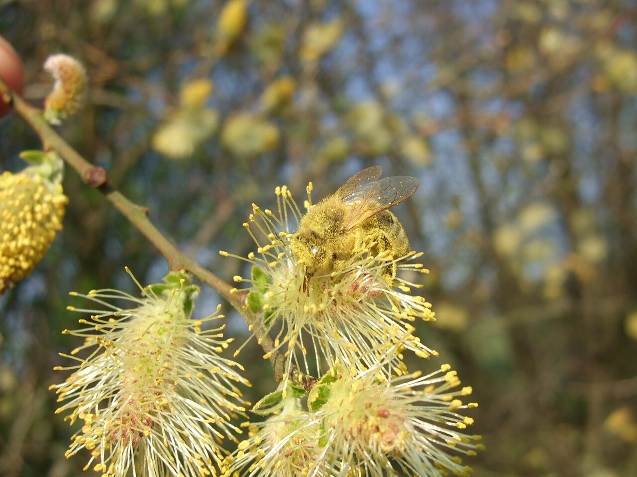 Large gray willow: Male catkins of Salix cinerea with bee