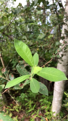 Large gray willow (Salix atrocinerea)