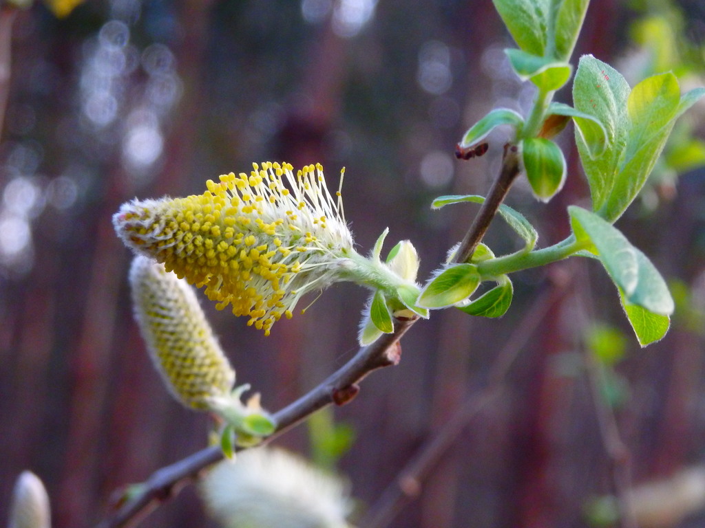 Large gray willow (Salix atrocinerea)