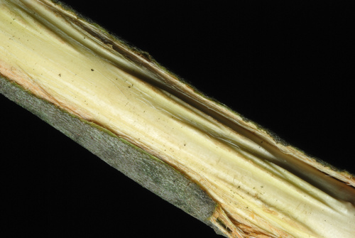 Large gray willow (Salix atrocinerea)