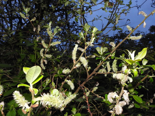 Large gray willow (Salix atrocinerea)
