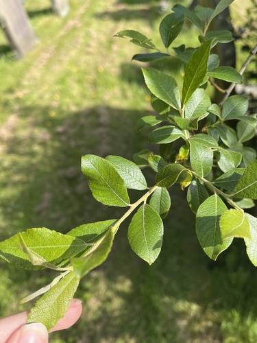 Large gray willow (Salix atrocinerea)