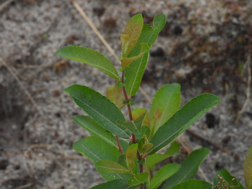 Large gray willow (Salix atrocinerea)