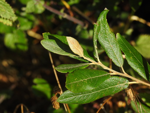 Large gray willow (Salix atrocinerea)