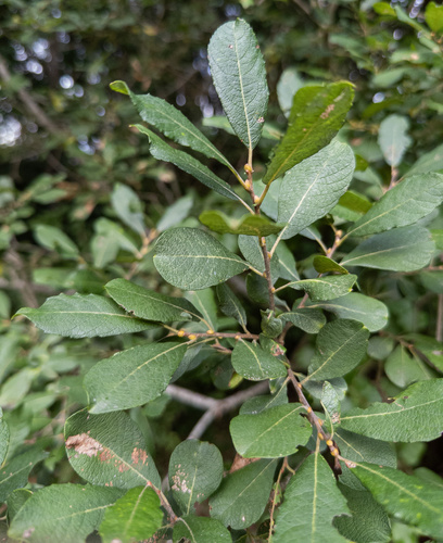 Large gray willow (Salix atrocinerea)