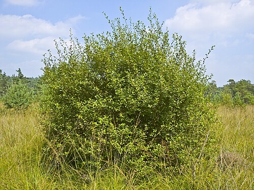 Eared willow: Salix aurita, Location: Franzosenwiesen, Burgwald, Hesse, Germany