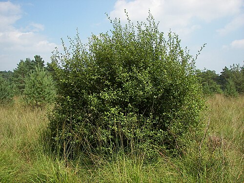 Eared willow: Salix aurita, Location: Franzosenwiesen, Burgwald, Hesse, Germany