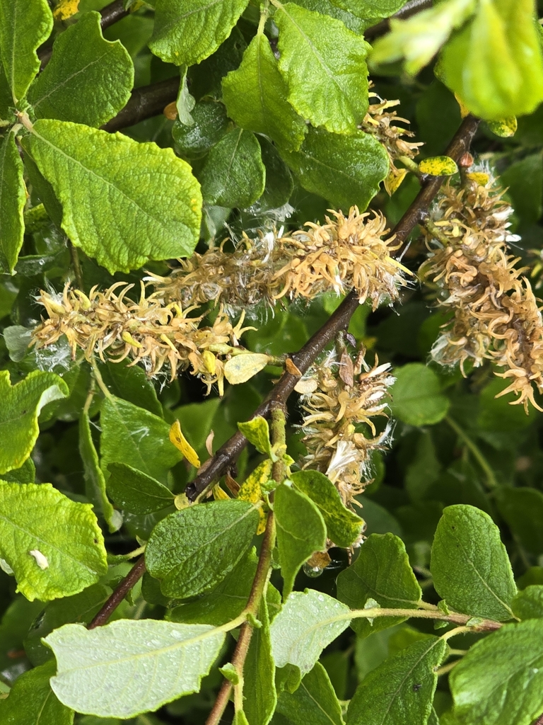 Eared willow (Salix aurita)