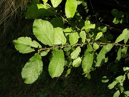 Eared willow: Leaves of Salix aurita, Location: Franzosenwiesen, Burgwald, Hesse, Germany