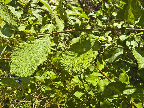 Eared willow: Leaves of Salix aurita, Location: Franzosenwiesen, Burgwald, Hesse, Germany
