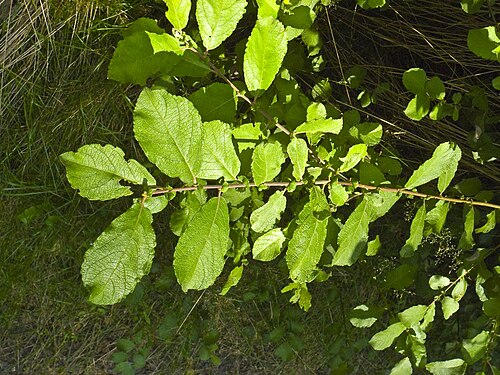 Eared willow: Leaves of Salix aurita, Location: Franzosenwiesen, Burgwald, Hesse, Germany