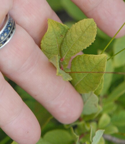 Eared willow (Salix aurita)