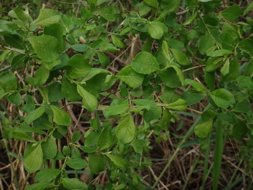 Eared willow (Salix aurita)