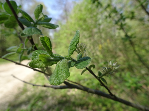 Eared willow (Salix aurita)