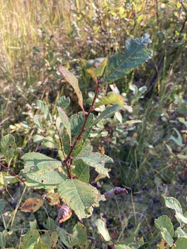Eared willow (Salix aurita)
