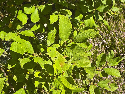 Eared willow: Leaves of Salix aurita, Location: Franzosenwiesen, Burgwald, Hesse, Germany